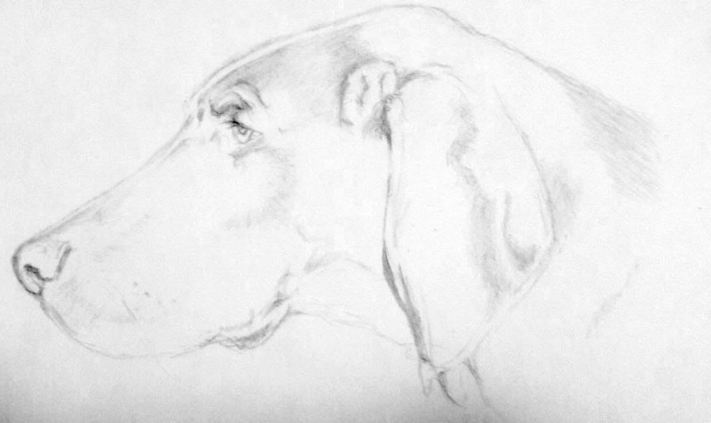 Pencil portrait of Max, a friend's weimaraner