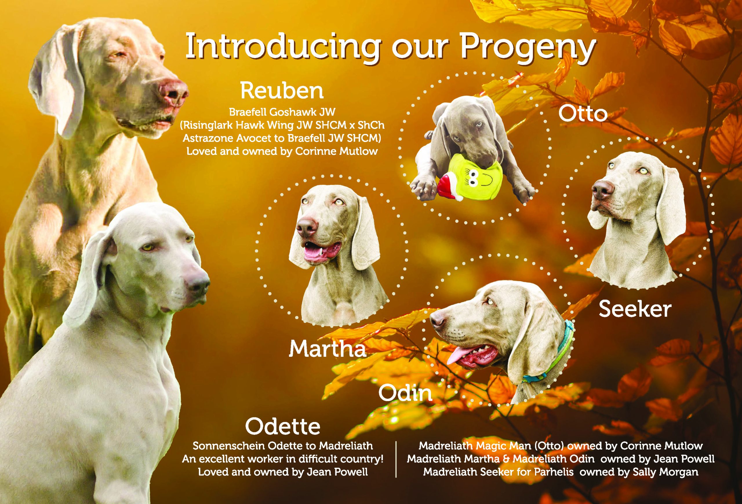 'Our Dogs' Show magazine Weimaraner feature 2015
